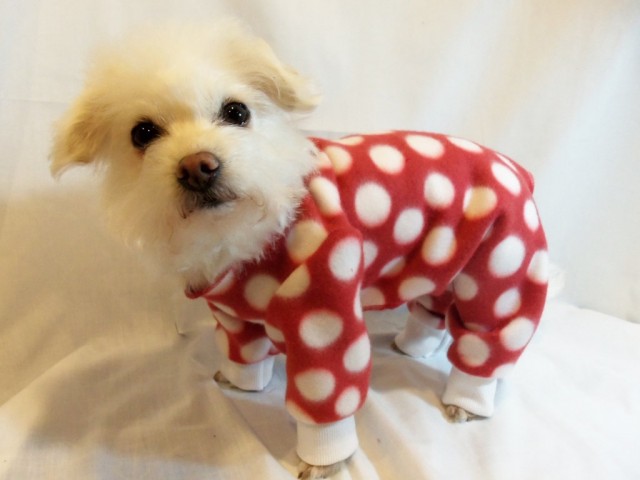 dog-in-pajamas