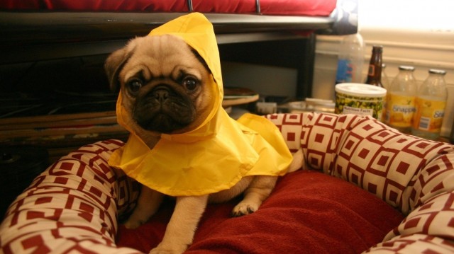 dog-in-raincoat
