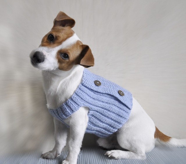 dog-in-sweater