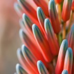 Blue and Orange flower