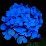 Bluest Hydrangea