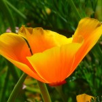 Iceland poppy