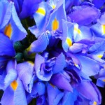 Perfect iris