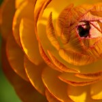 Ranunculus